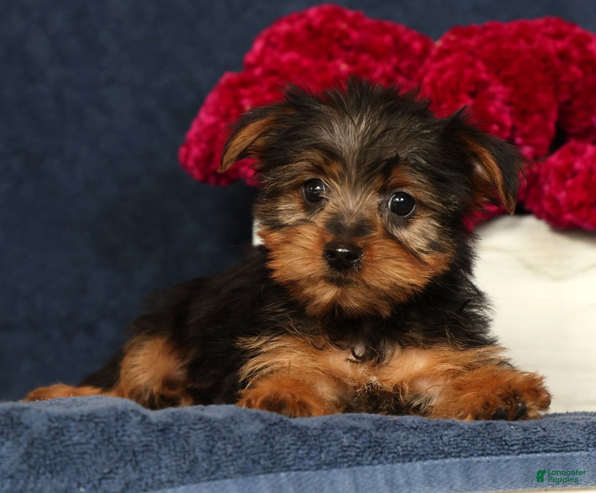 Yorkshire Terrier dogs Queenie - Ad 1