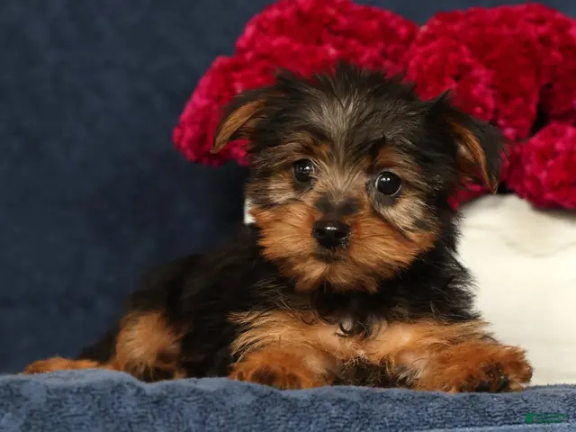 Yorkshire Terrier dogs Queenie - Ad 1