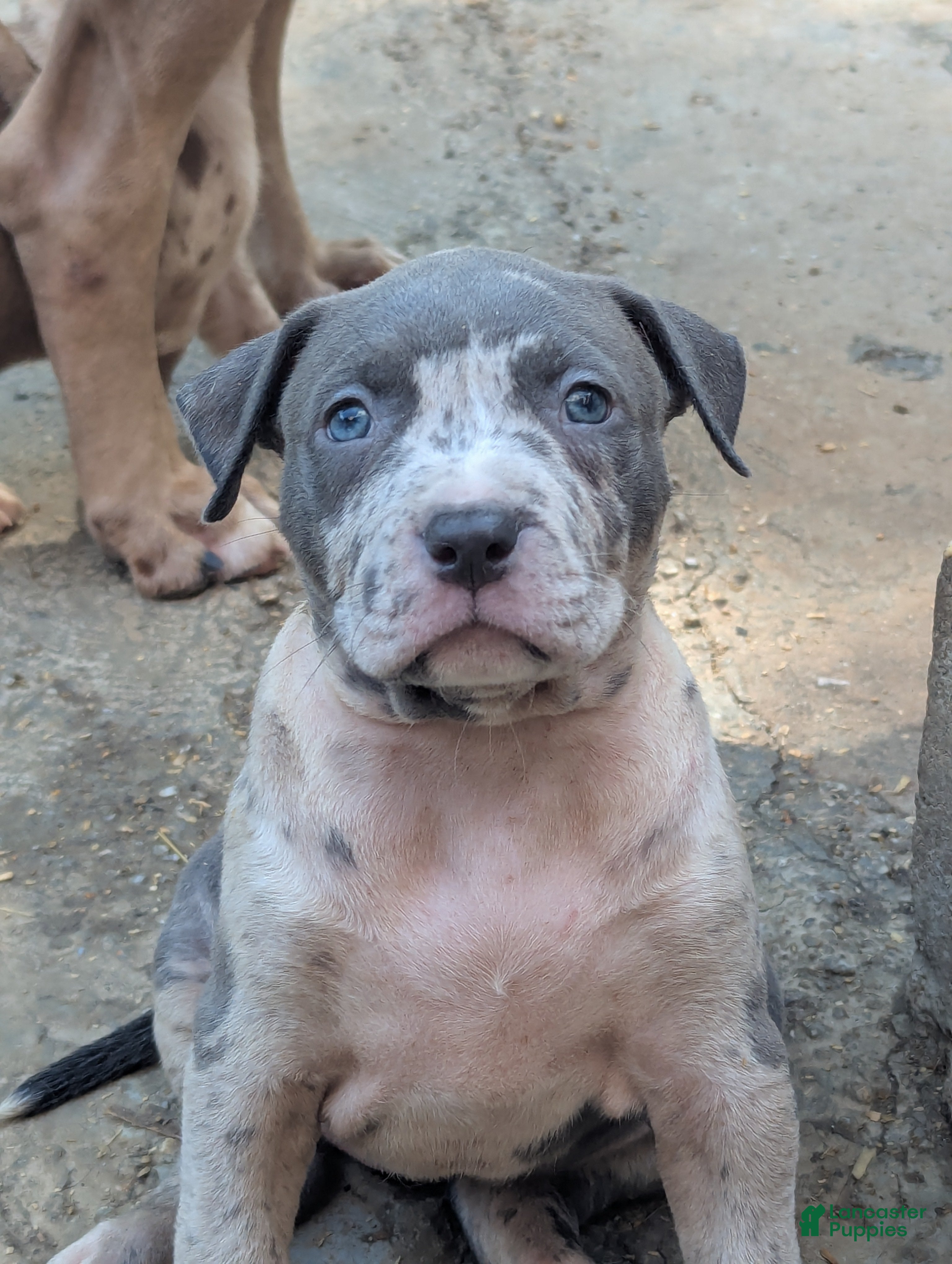 American Bully dogs Iris - Ad 1