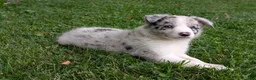 Border Collie dogs for sale: Lacey - Ad 4
