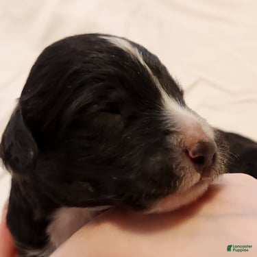 Mini Aussiedoodle dogs for sale: Snoopy_Male Tuxedo - Ad 3