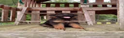 German Shepherd dogs for sale: Gracie - Ad 11