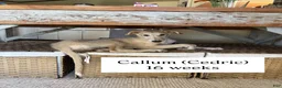 Borzoi dogs for sale: Victor - Ad 15