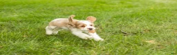 Cocker Spaniel dogs for sale: Cooper  - Ad 6