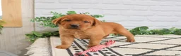 Labrador Retriever dogs for sale: Rebel - Ad 2