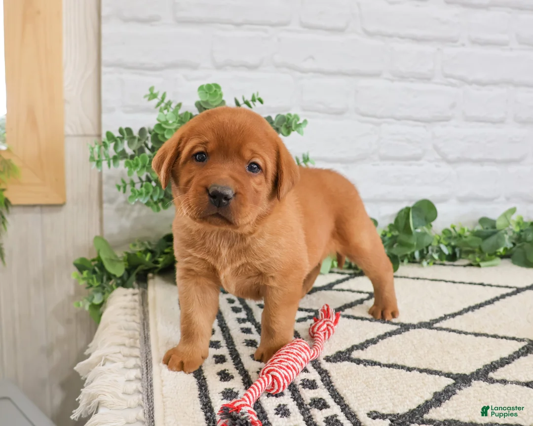 Labrador Retriever dogs for sale: Rebel - Ad 2