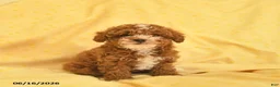 Toy Poodle dogs for sale: Regina - Ad 3