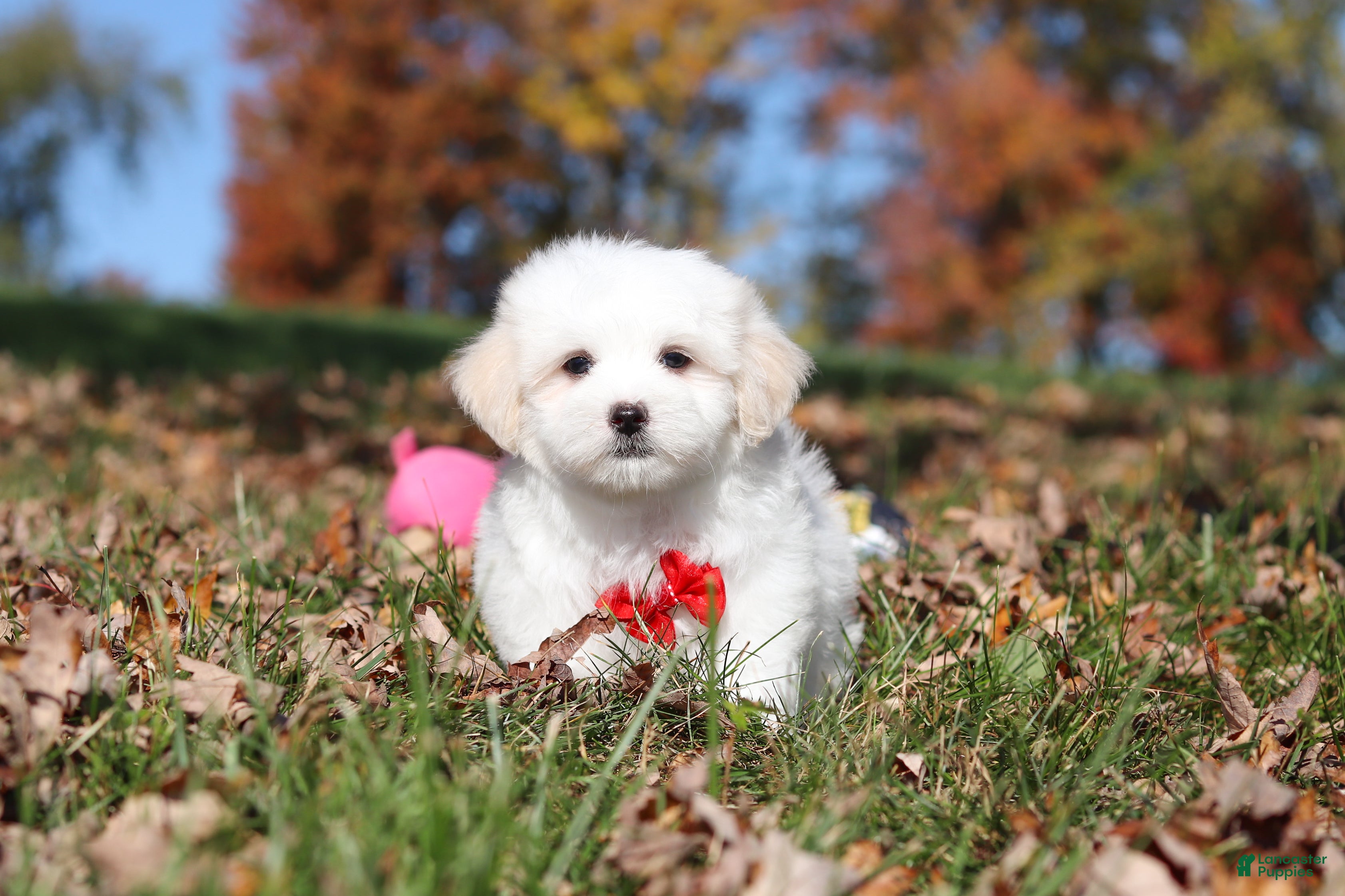 Maltese dogs Colby - Ad 1