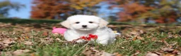 Maltese dogs for sale: Colby - Ad 1