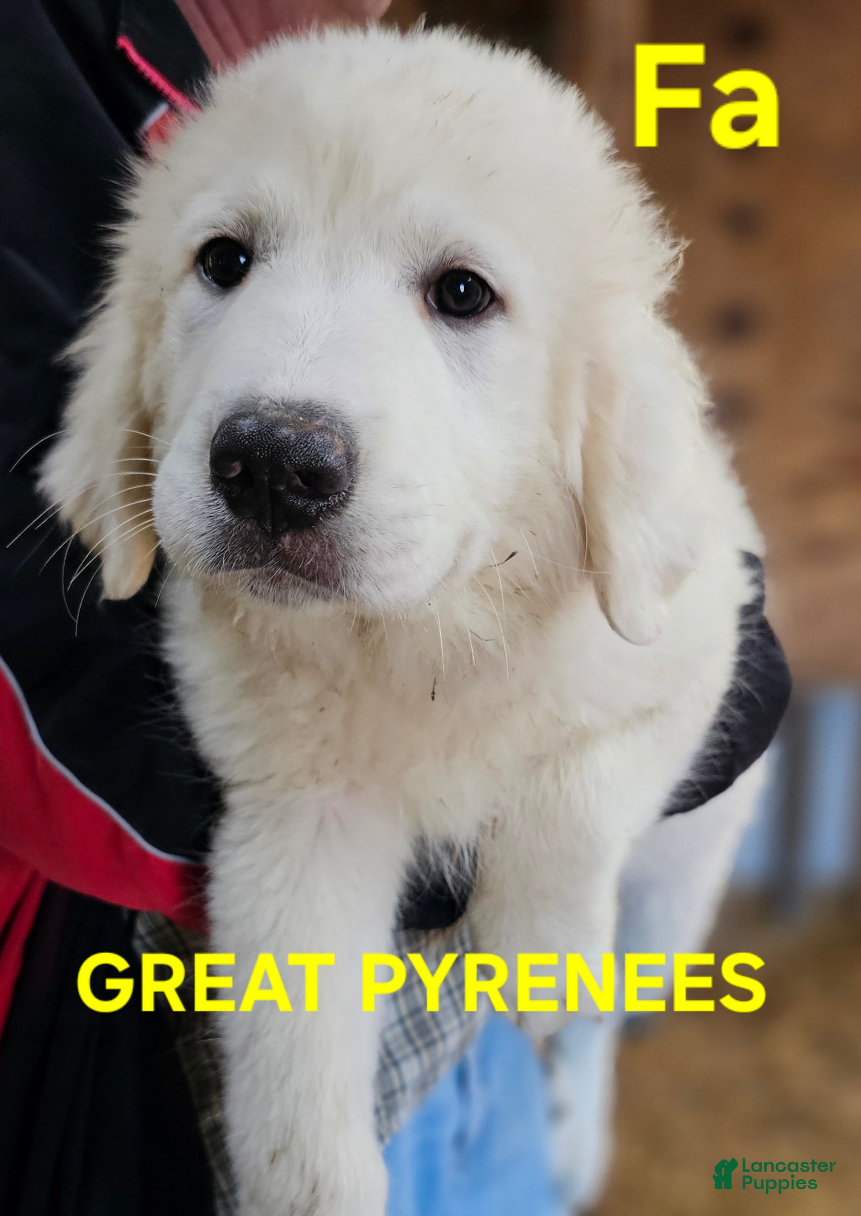 Great Pyrenees dogs Great Pyrenees Puppy 2 - Ad 1