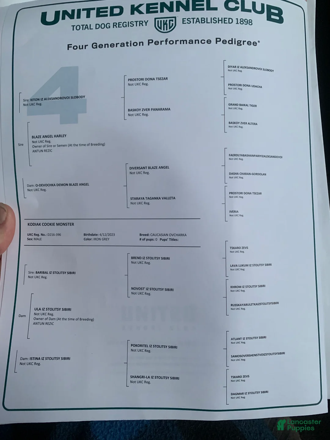 Caucasian Shepherd Dog dogs for sale: Caucasian Shepherd Dog Puppy 1 - Ad 4