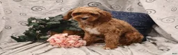Mixed Breed dogs for sale: Gemma - Ad 20