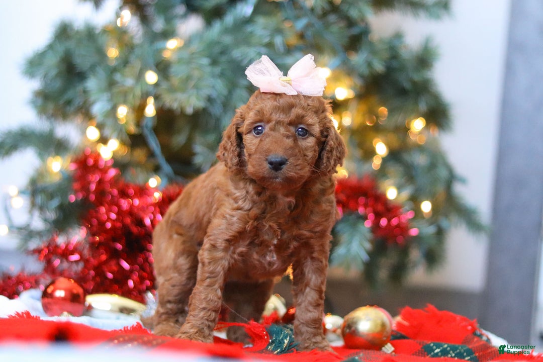 Mixed Breed dogs for sale: Gertie – Female (F7925) - Ad 5