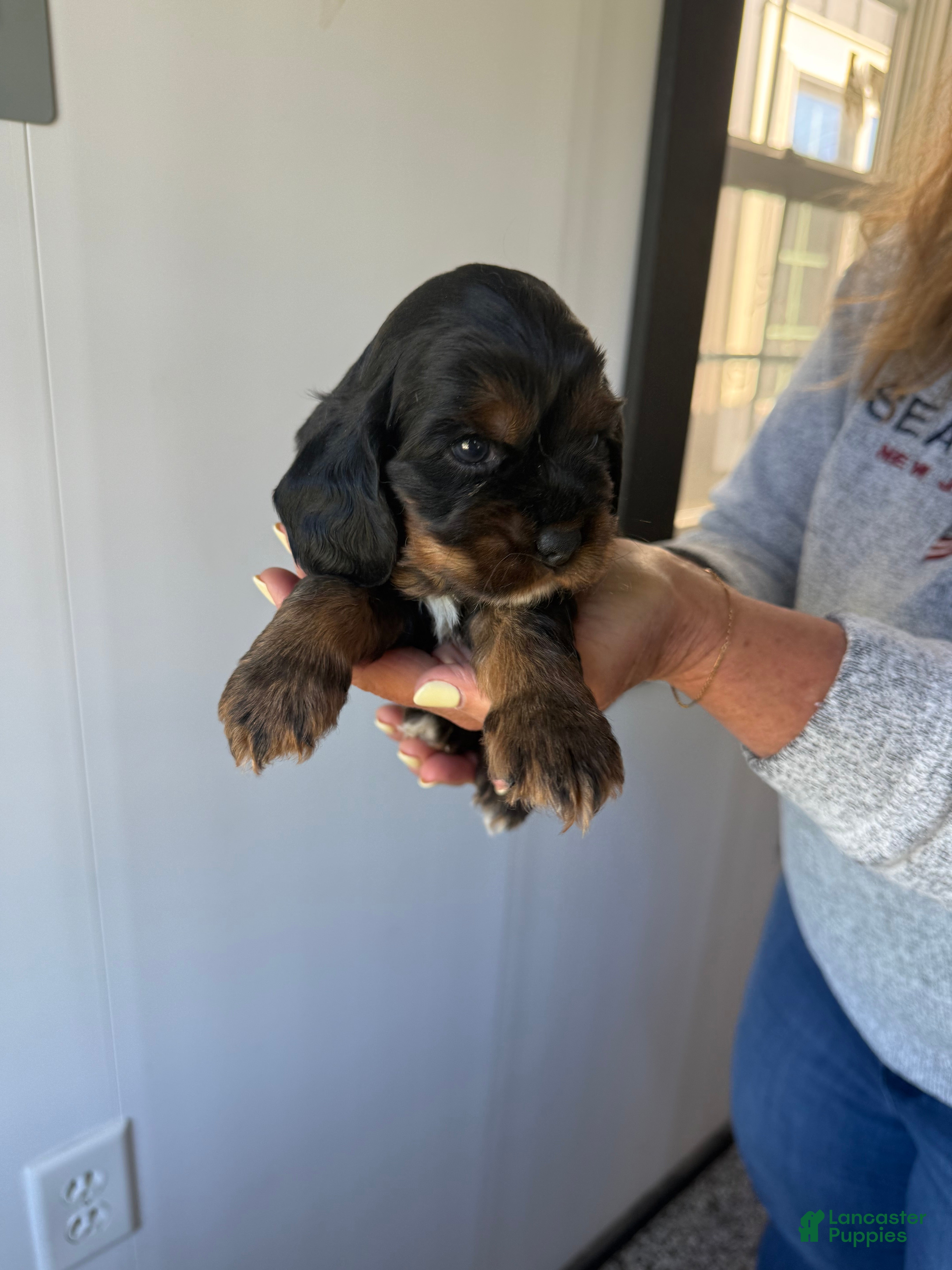 Cocker Spaniel dogs for sale: Enzo - Ad 3