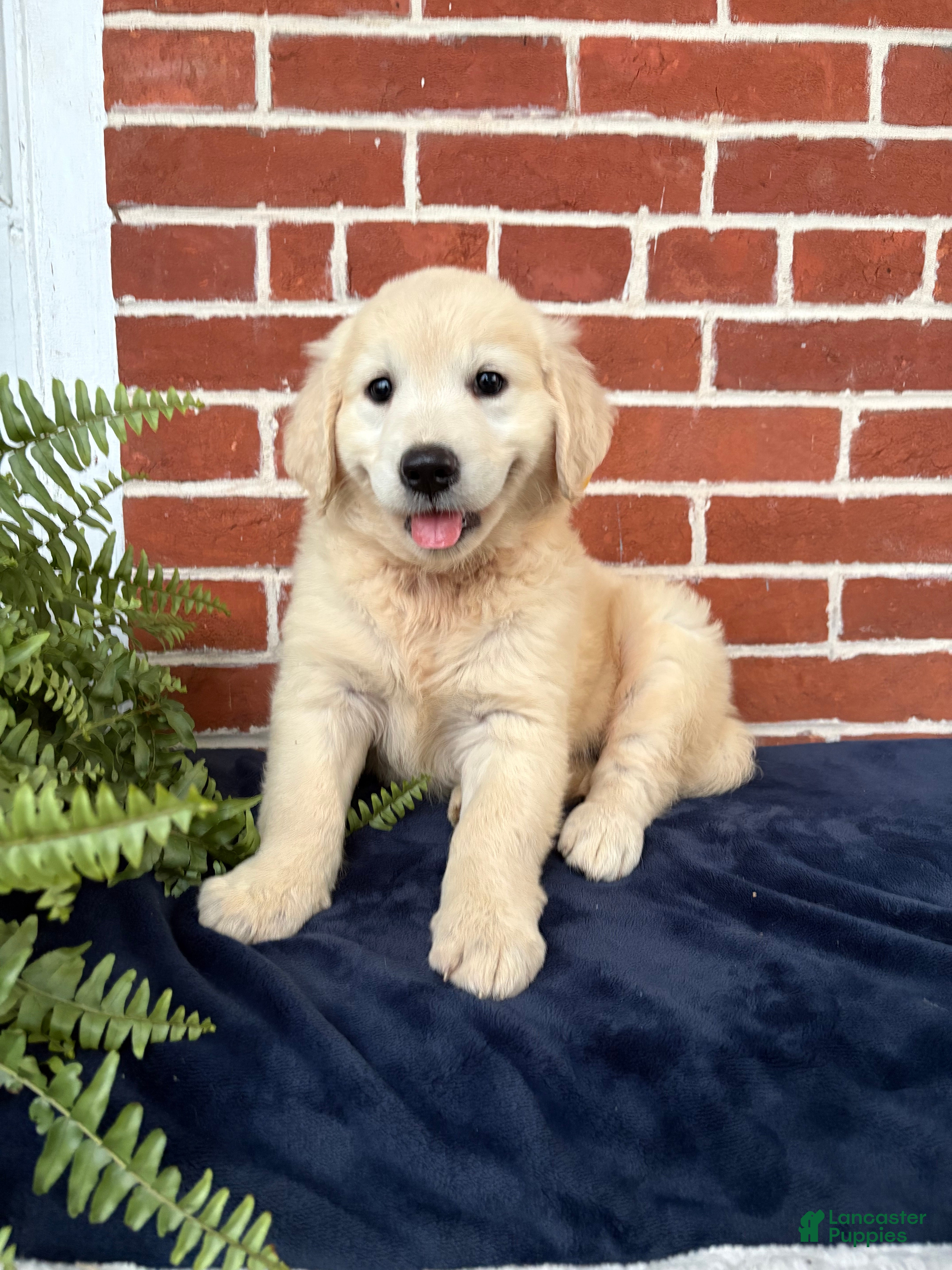 Golden Retriever dogs Gigi  - Ad 1