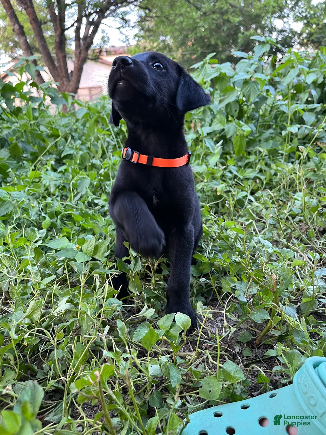Mixed Breed dogs for sale: Orange - Ad 2