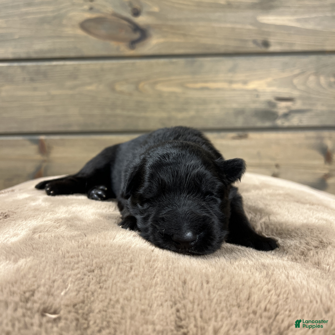 German Shepherd dogs Cove - Ad 19