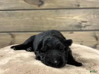 German Shepherd dogs Cove - Ad 19