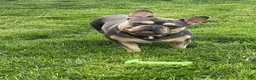 French Bulldog dogs for sale: Snoot - Ad 7