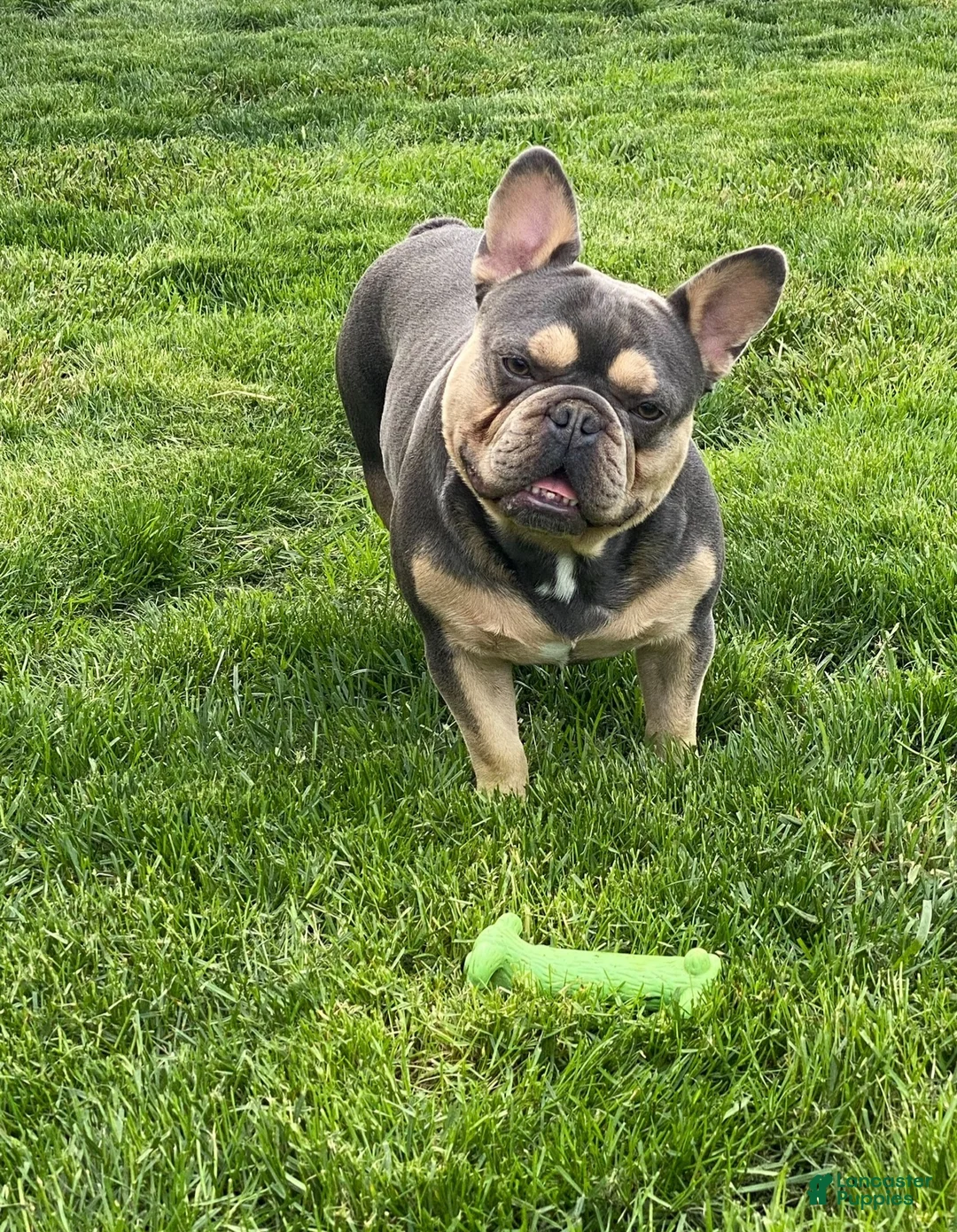 French Bulldog dogs for sale: Snoot - Ad 7