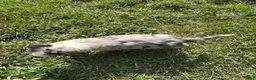 Australian Shepherd dogs for sale: Blue merle - Ad 2
