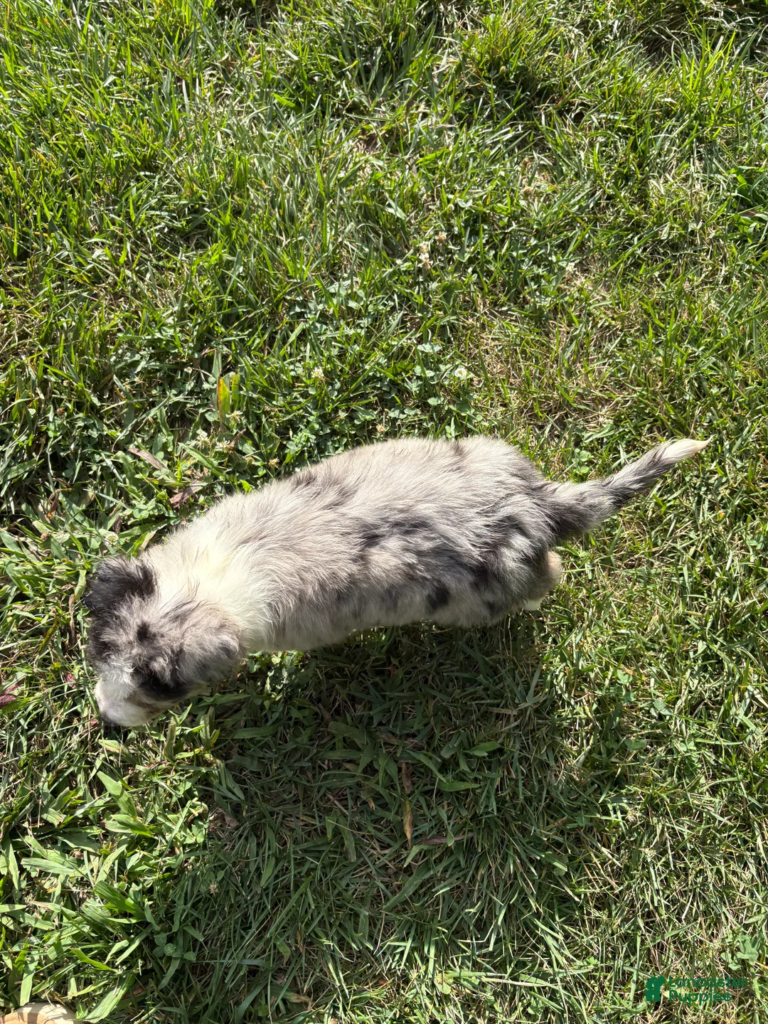Australian Shepherd dogs for sale: Blue merle - Ad 2