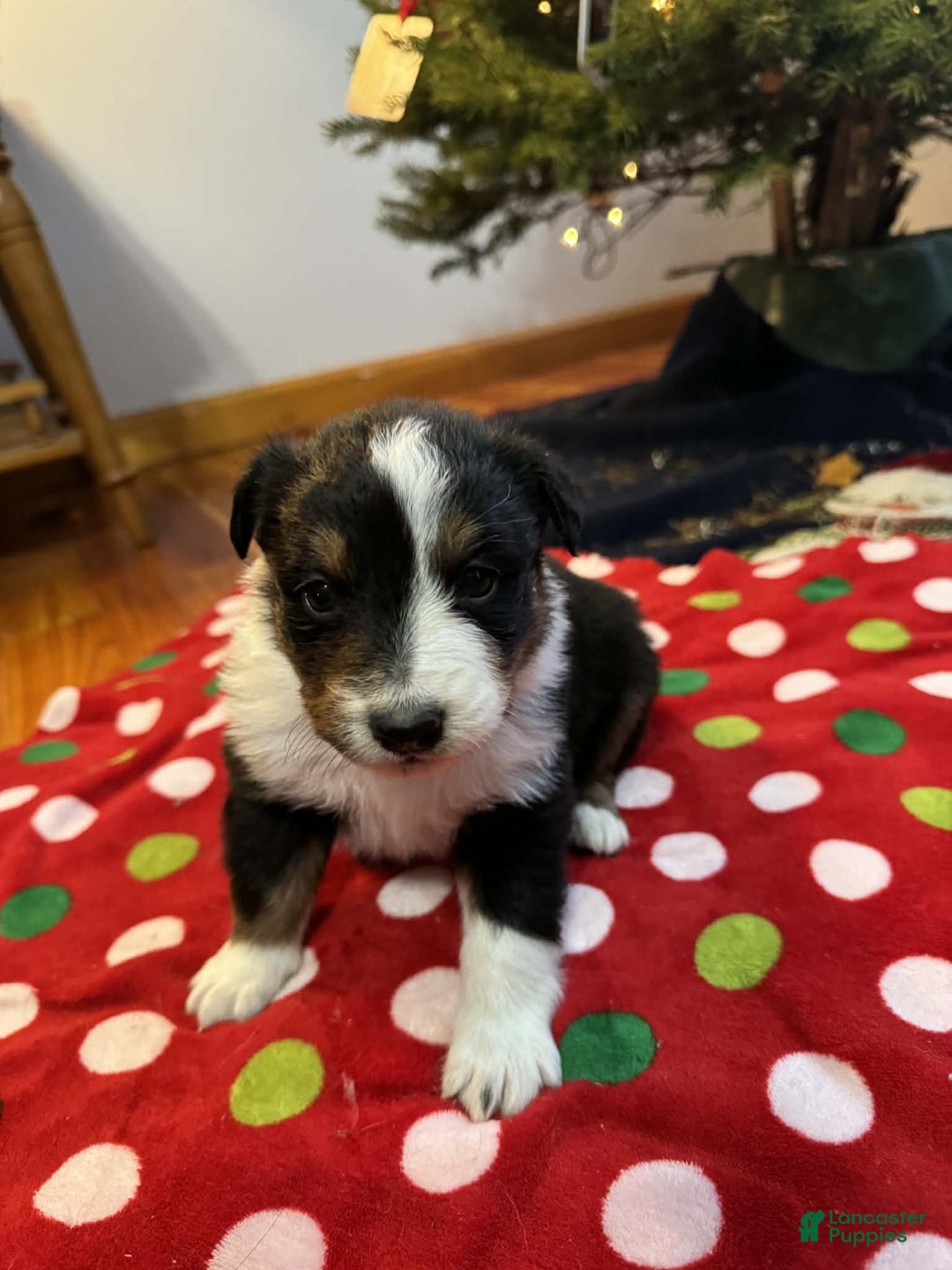 Australian Shepherd dogs for sale: Polar - Ad 3