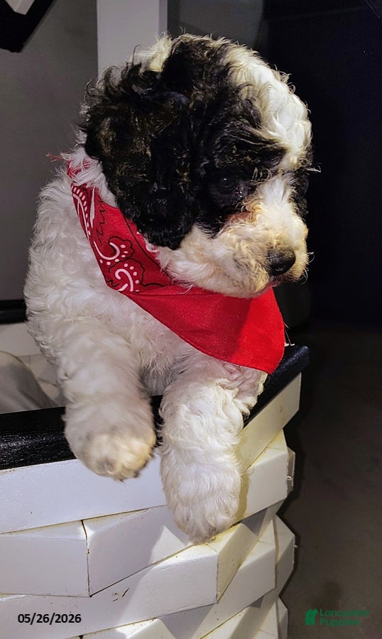 Miniature Poodle dogs Bingo - Ad 2