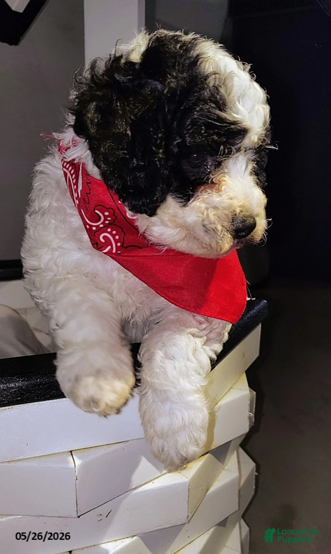 Miniature Poodle dogs for sale: Bingo - Ad 2