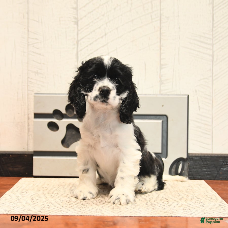 Cocker Spaniel dogs Waffles - Ad 2