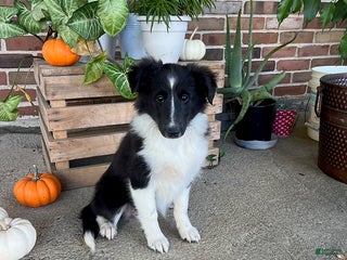 Shetland Sheepdog dogs - Ad 1