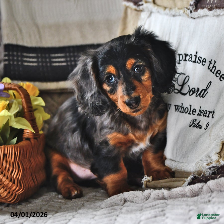 Miniature Dachshund dogs Silver Brook VERY SMALL - Ad 2