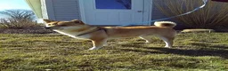 Shiba Inu dogs for sale: Wanda - Ad 7