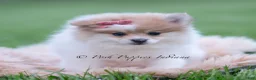 Pomeranian dogs for sale: Precious - Ad 3