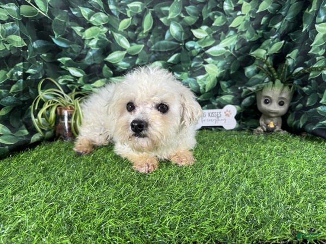 Morkie dogs for sale: Morkie Puppy 1 - Ad 8
