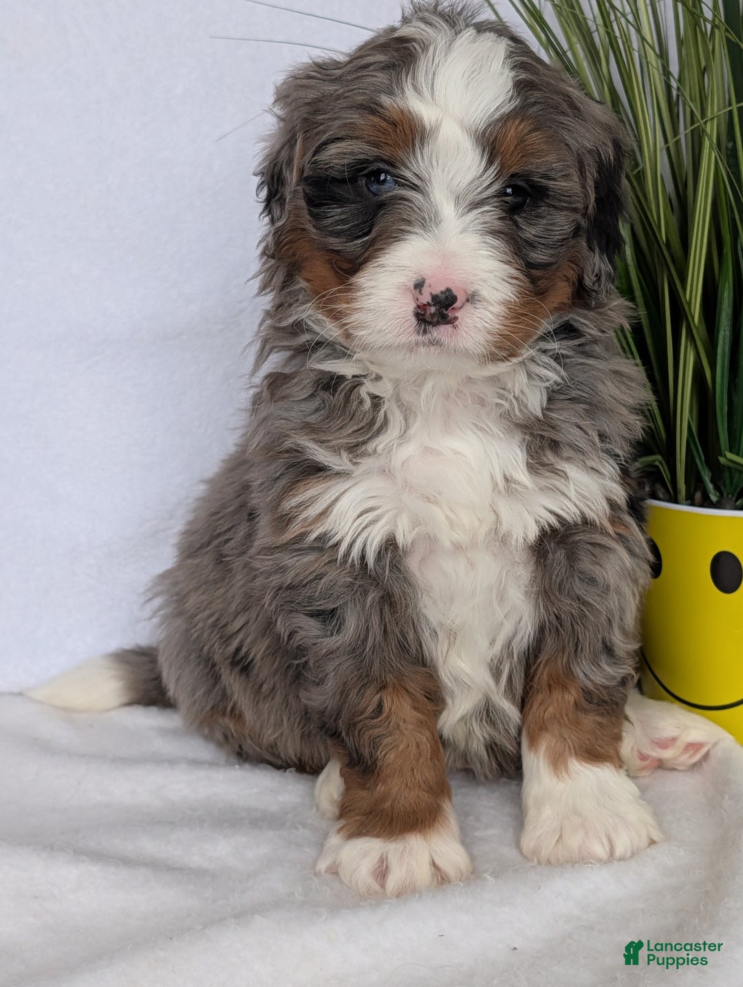 Mini Bernedoodle dogs for sale: Mini Nemo  - Ad 11
