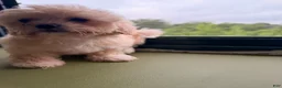 Shihpoo dogs for sale: Bam Bam - Ad 3