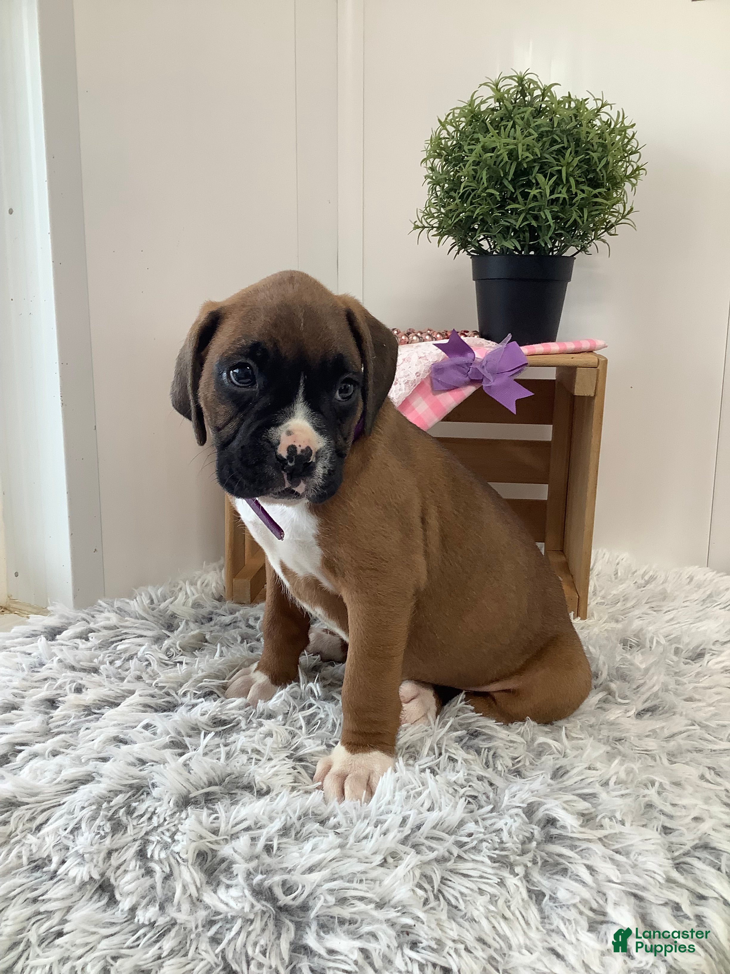 Boxer dogs for sale: Boxer Puppy 4-Sally - Ad 1
