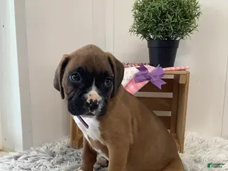 Boxer dogs for sale: Boxer Puppy 4-Sally - Ad 1
