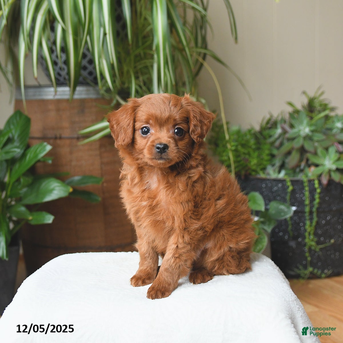 Cavapoo dogs Leo - Ad 9