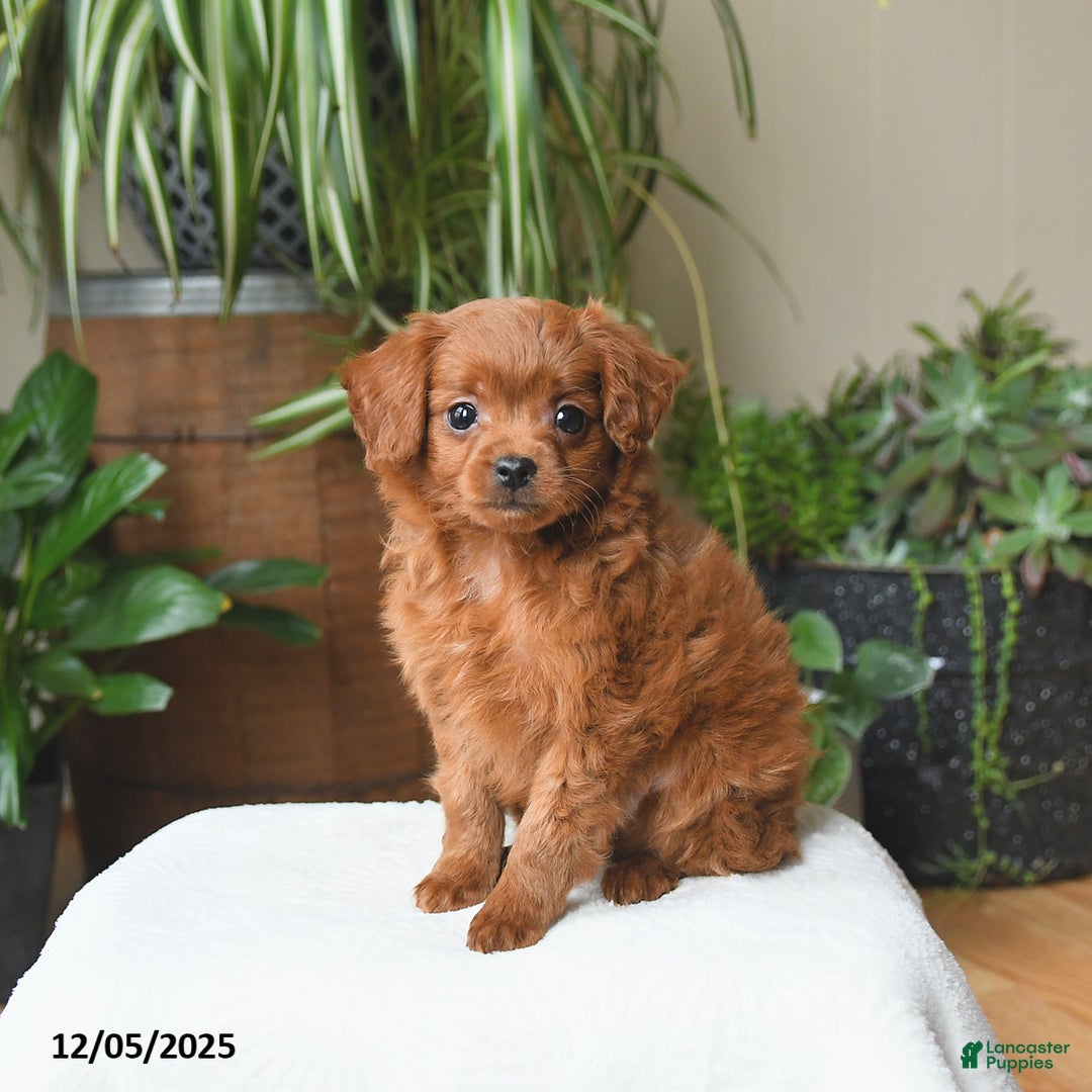 Cavapoo dogs for sale: Leo - Ad 1
