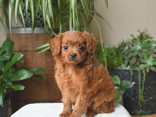 Cavapoo dogs Leo - Ad 40