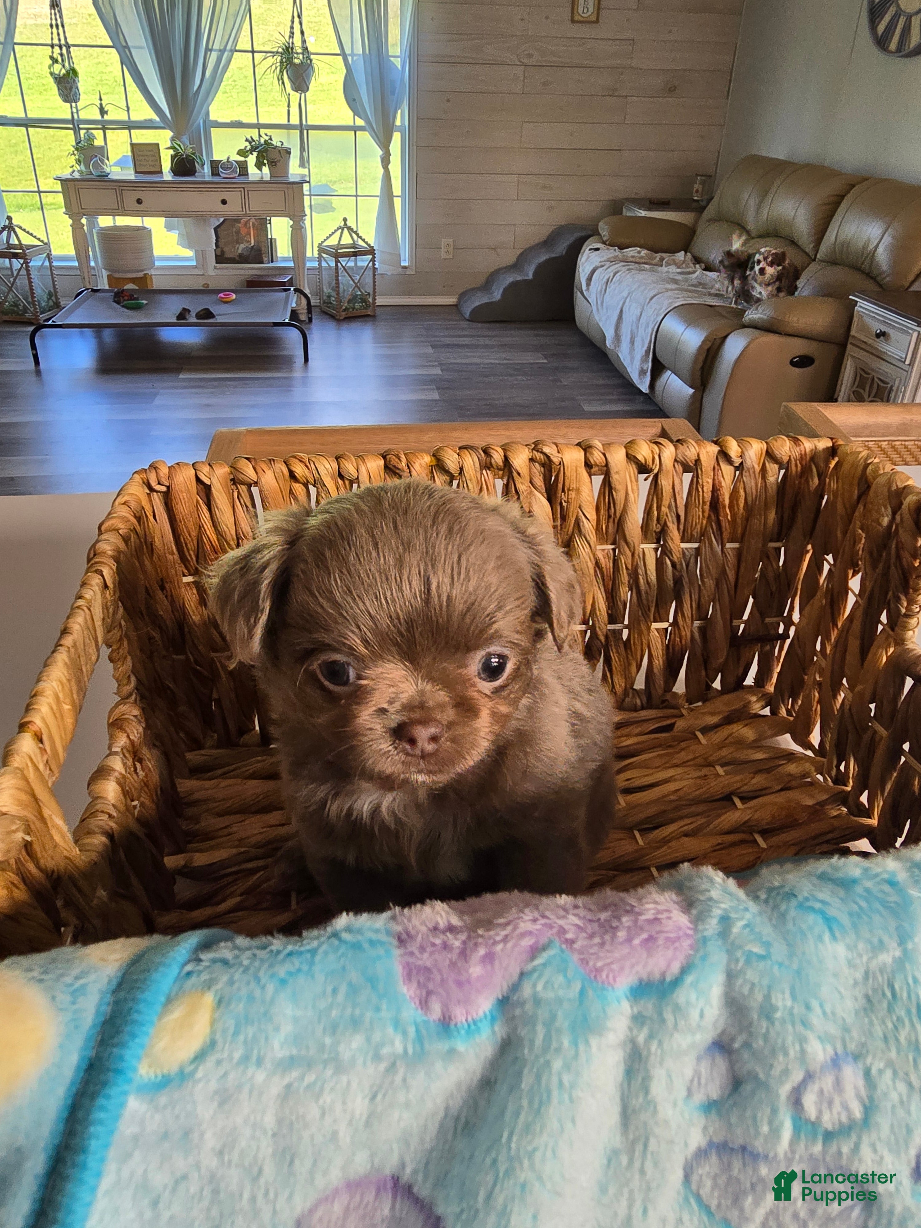 Chihuahua dogs luke - Ad 41