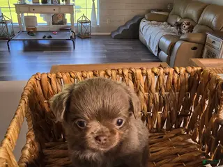 Chihuahua dogs luke - Ad 41