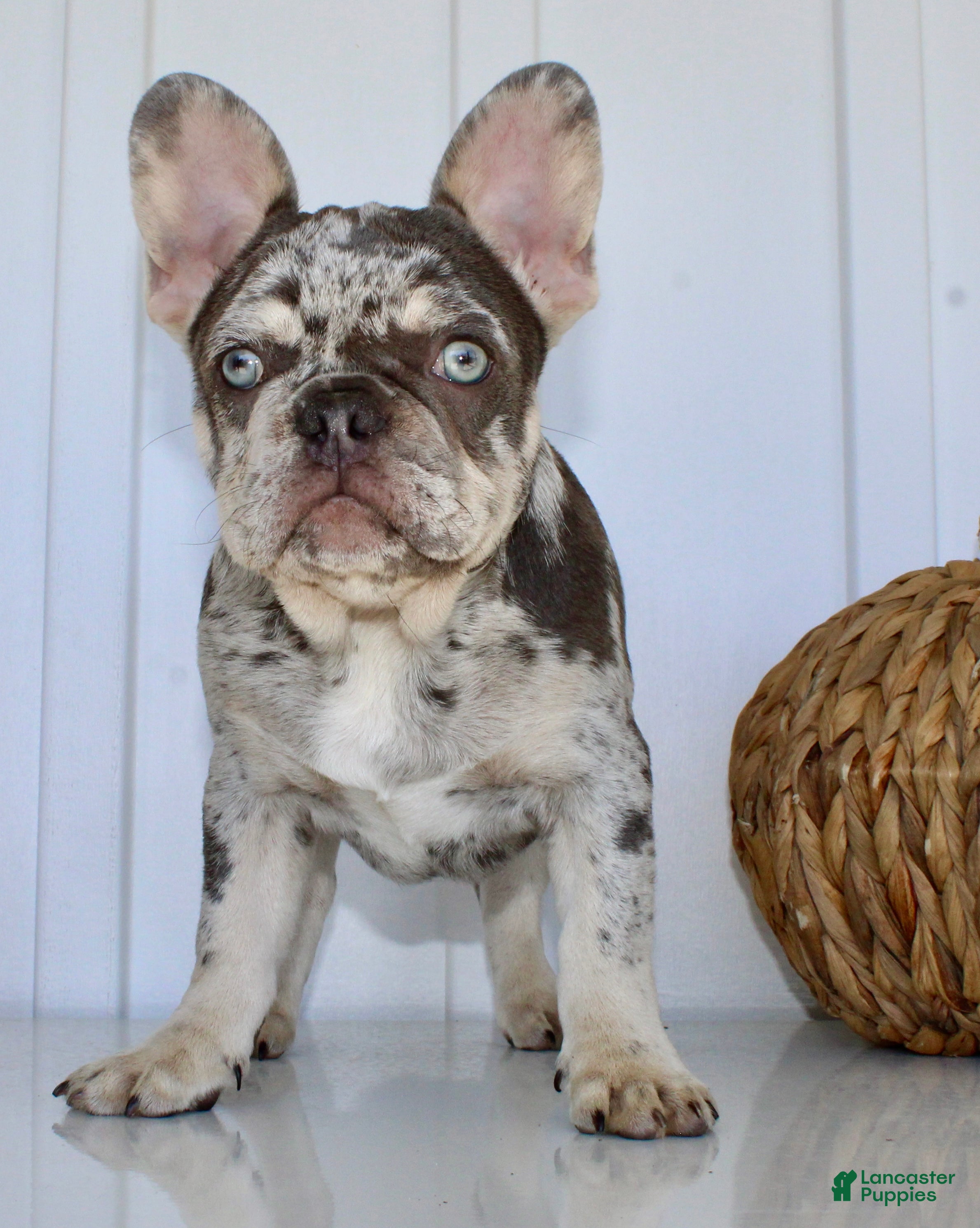 French Bulldog dogs Dillon - Ad 2