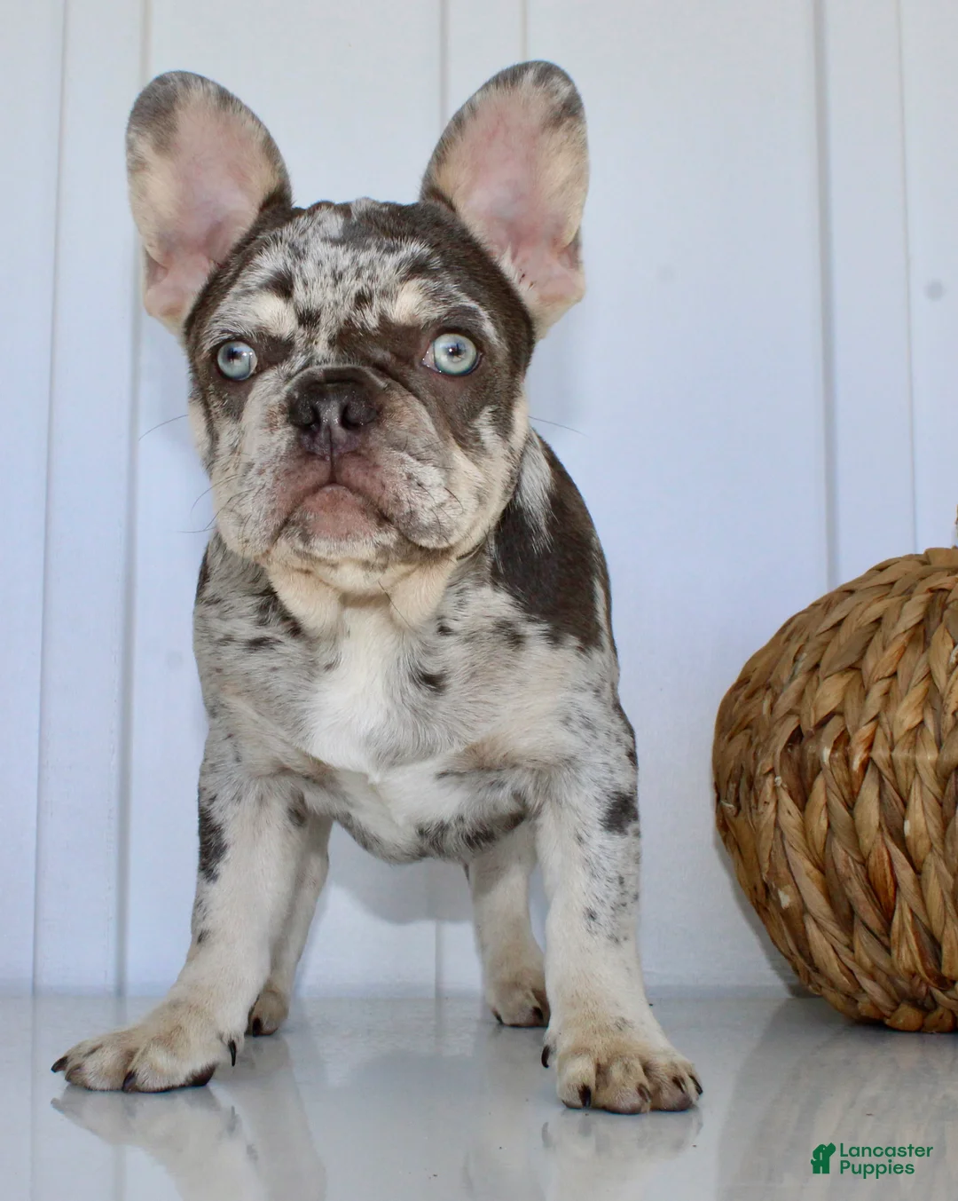 French Bulldog dogs for sale: Dillon - Ad 2