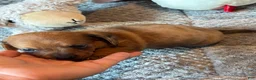 Dachshund dogs for sale: Dachshund 1 - Ad 19