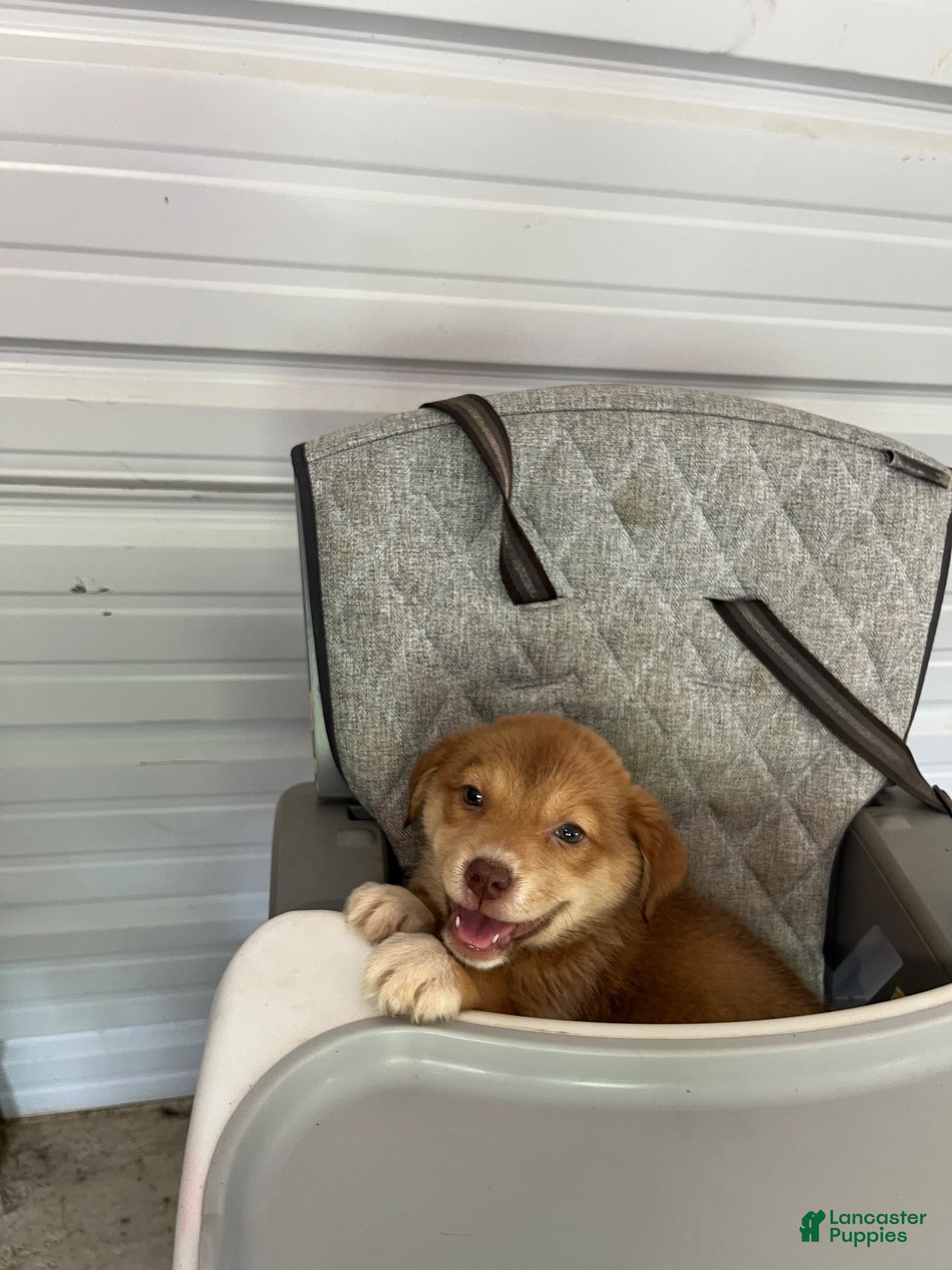 Golden Shepherd dogs Lexi - Ad 1