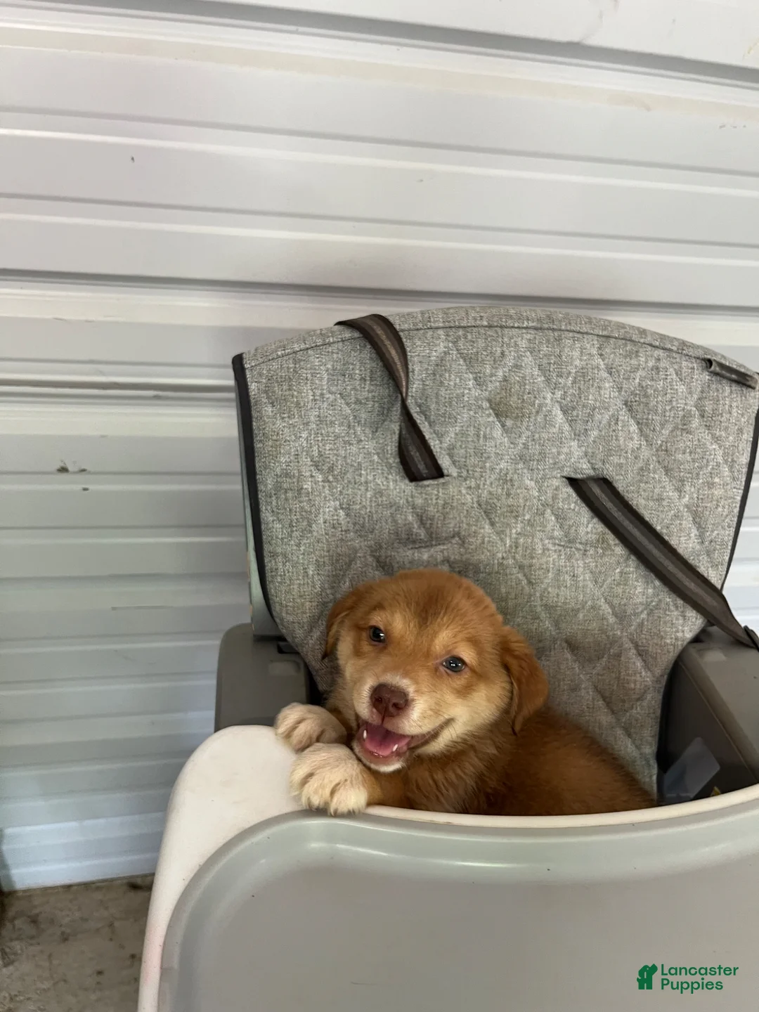 Golden Shepherd dogs for sale: Lexi - Ad 1