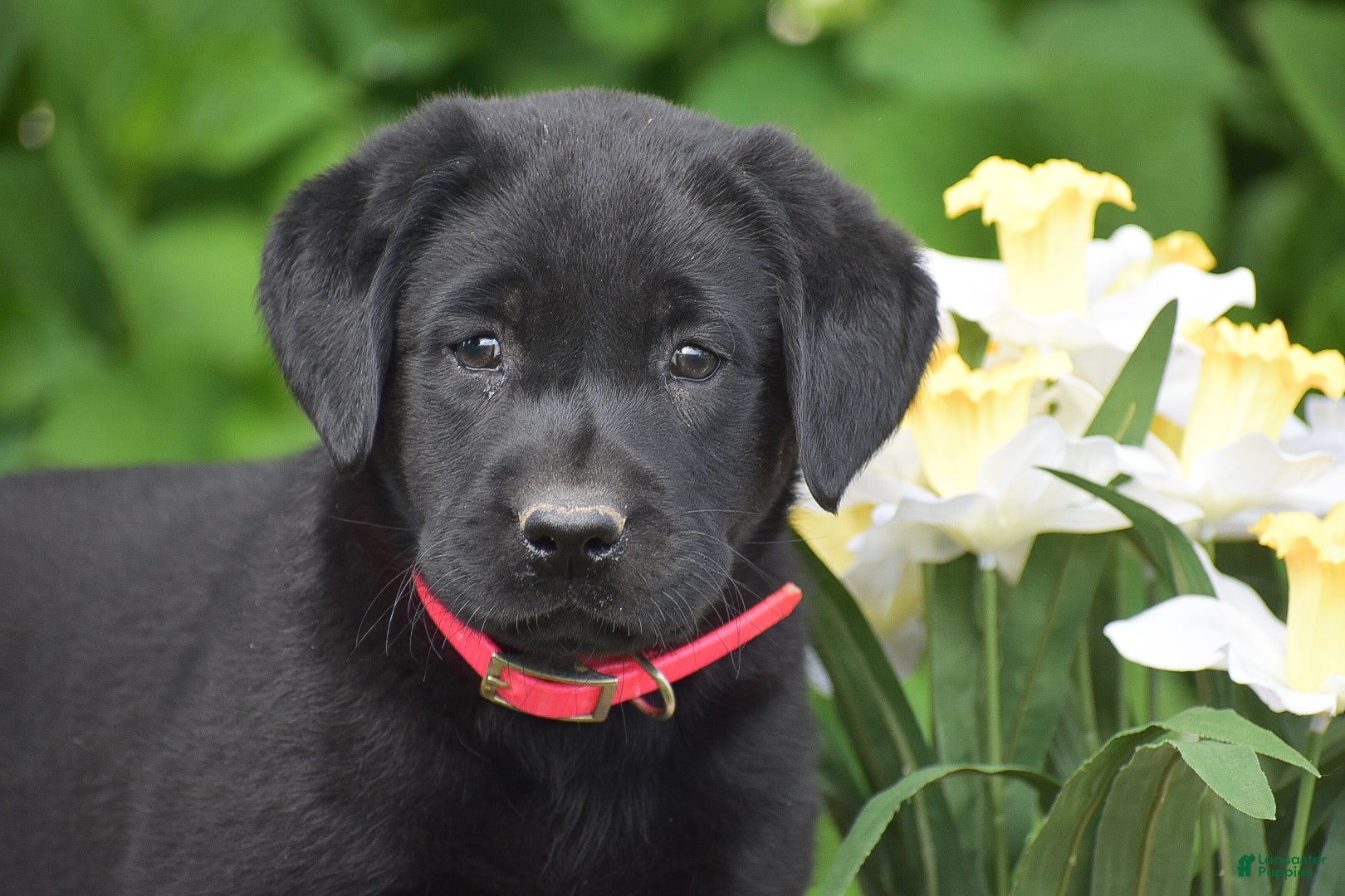 Labrador Retriever dogs Melissa - Ad 1
